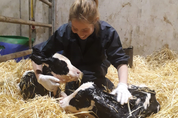 Student vet twin dairy calves 