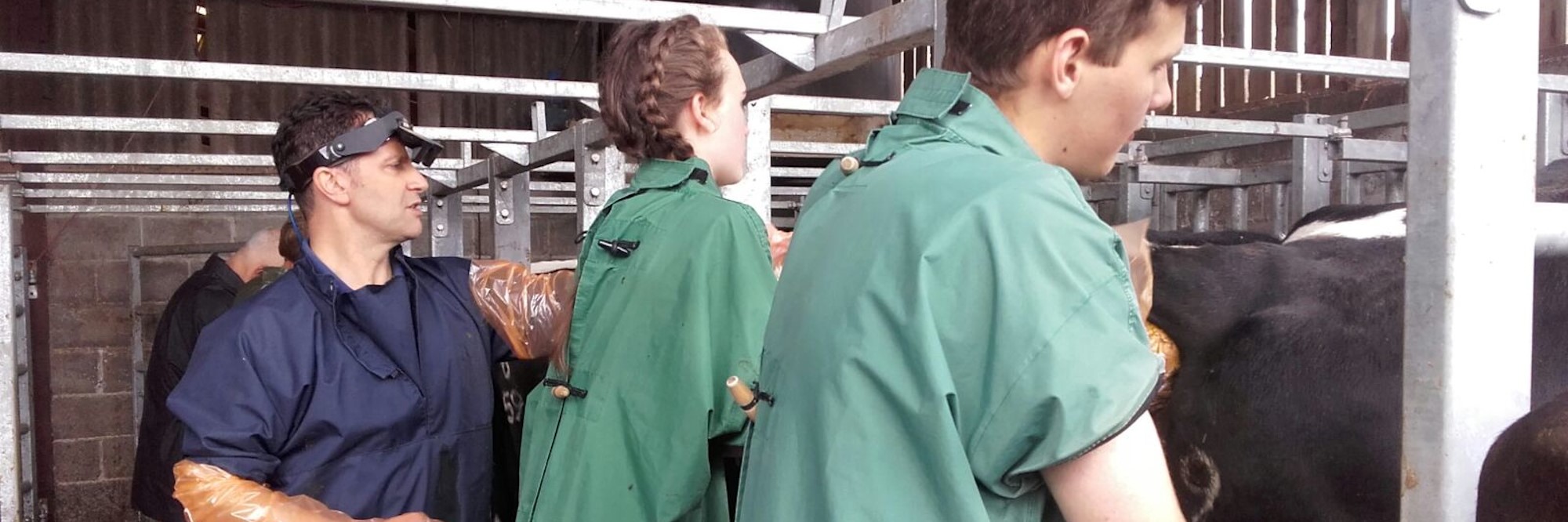 Three Students undertake training with dairy cows. 