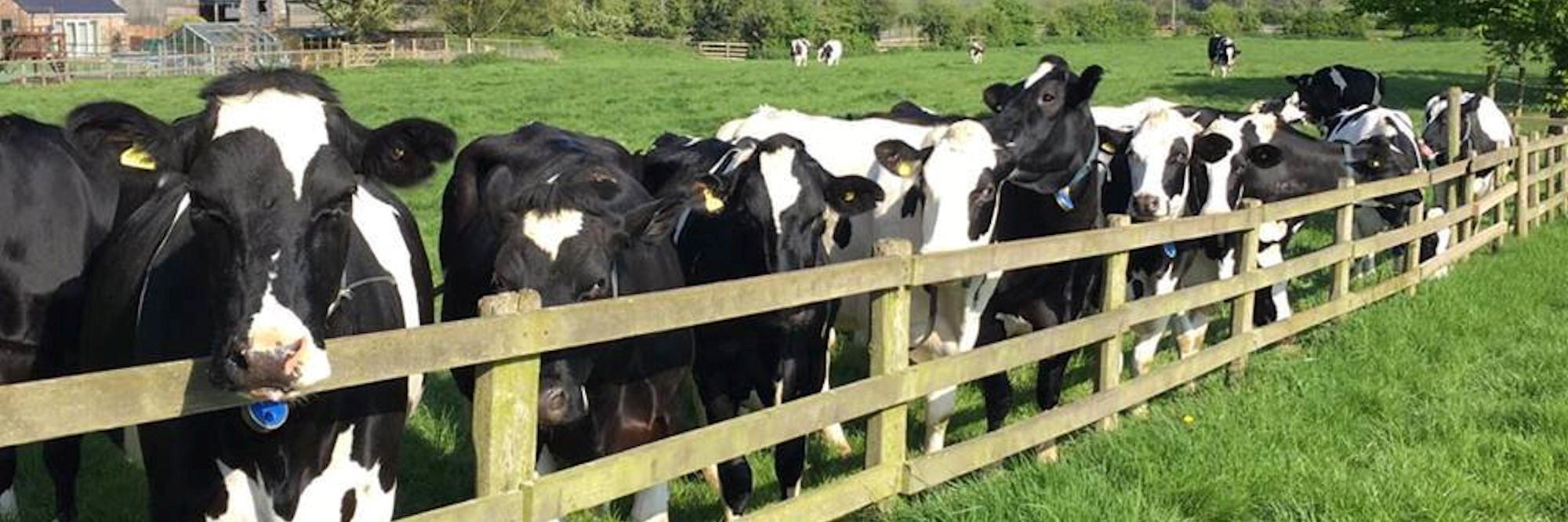 Herd of dairy cows stood by a fence
