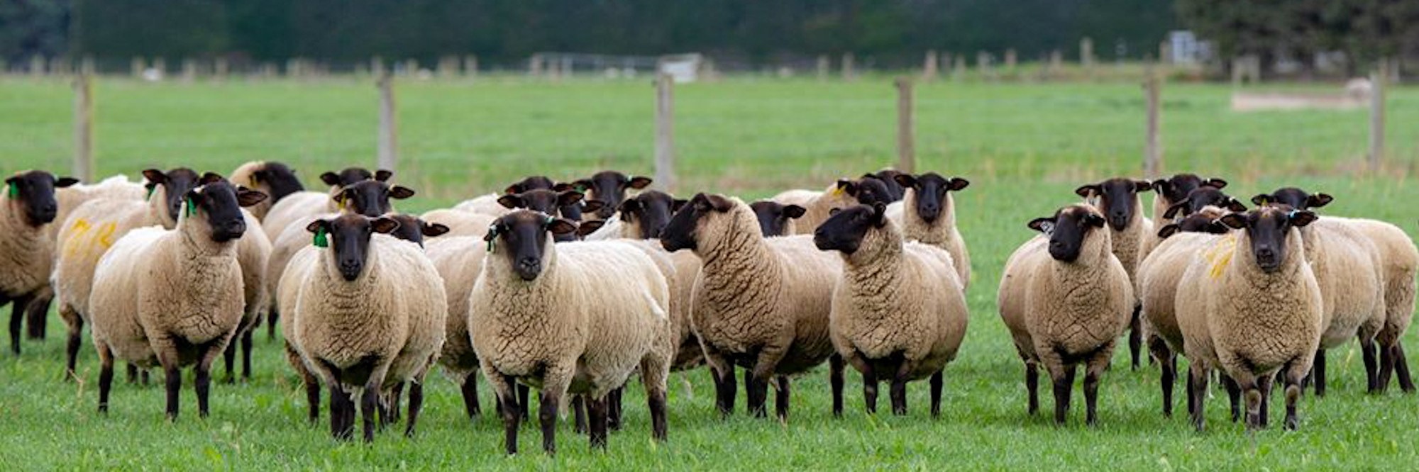 A group of sheep stand in a field