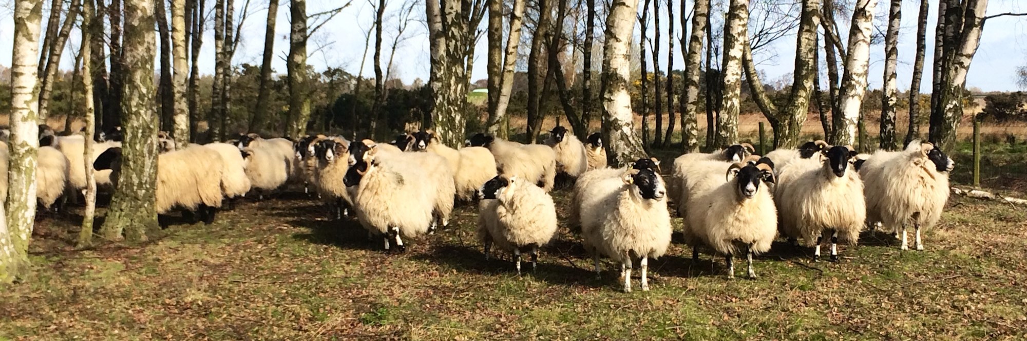 A group of sheep stand on the edge of some woodland
