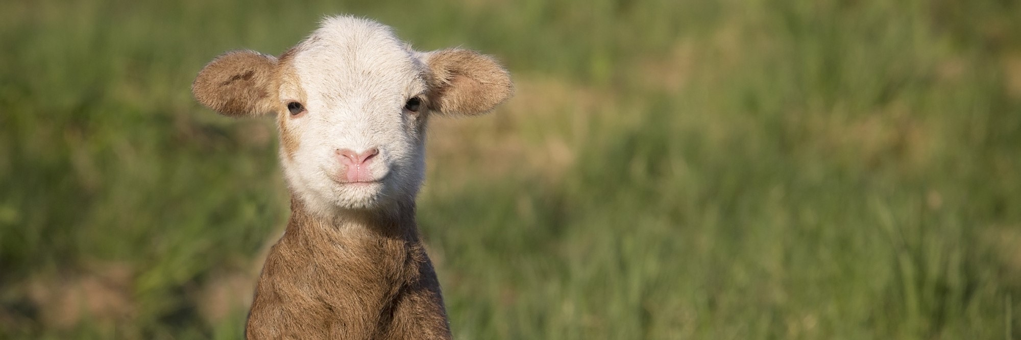 Sweet Lamb in Grassy Field