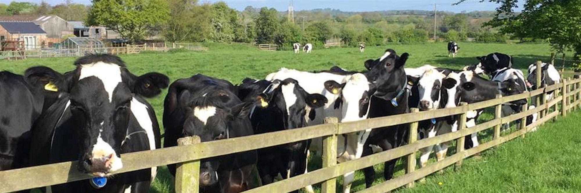 Herd of cows in summer