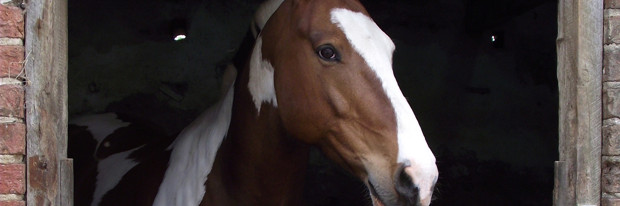 Chestnut horse head photo